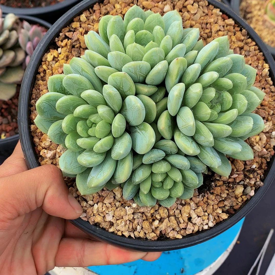 红陶20CM（含）-50CM（不含）2号百大翡翠