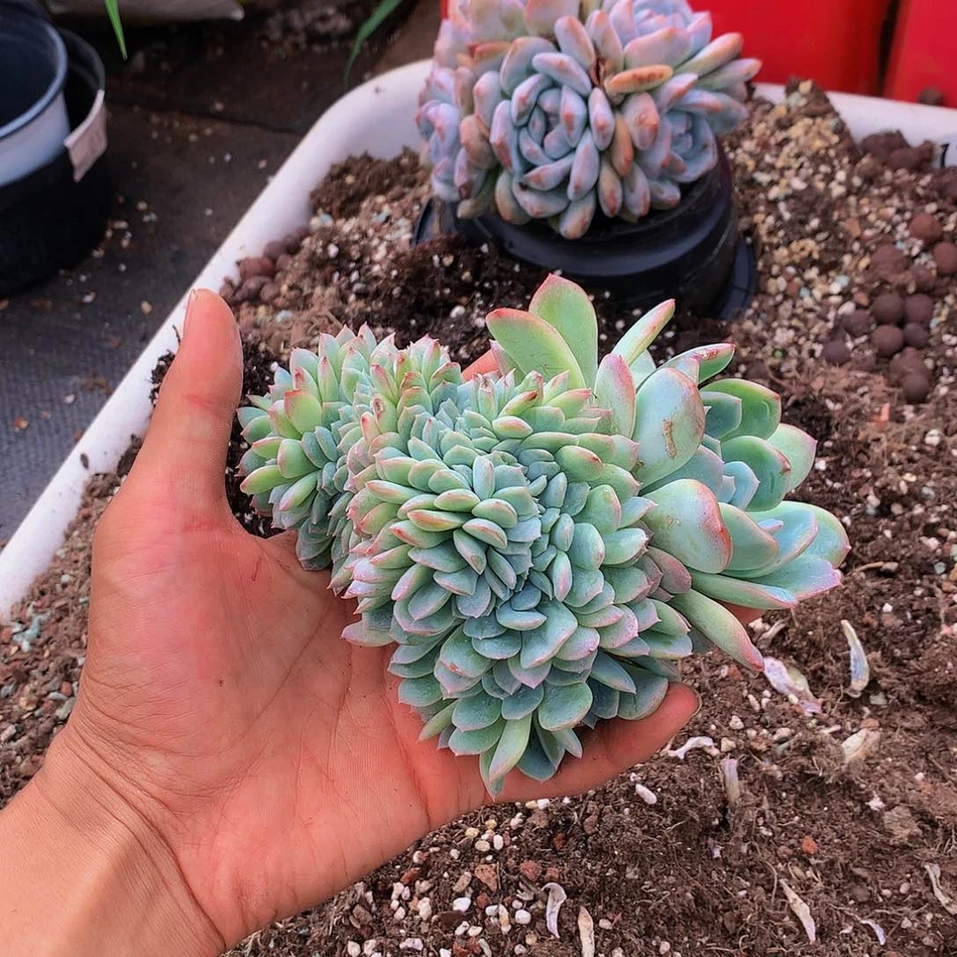 红陶20CM（含）-50CM（不含）