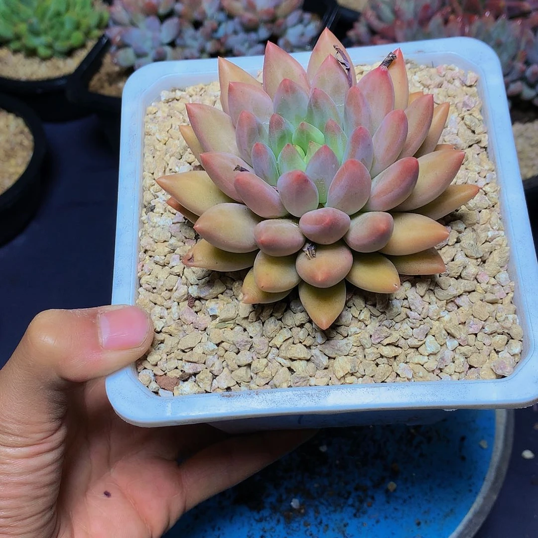 红陶20CM（含）-50CM（不含）雨***霞17号