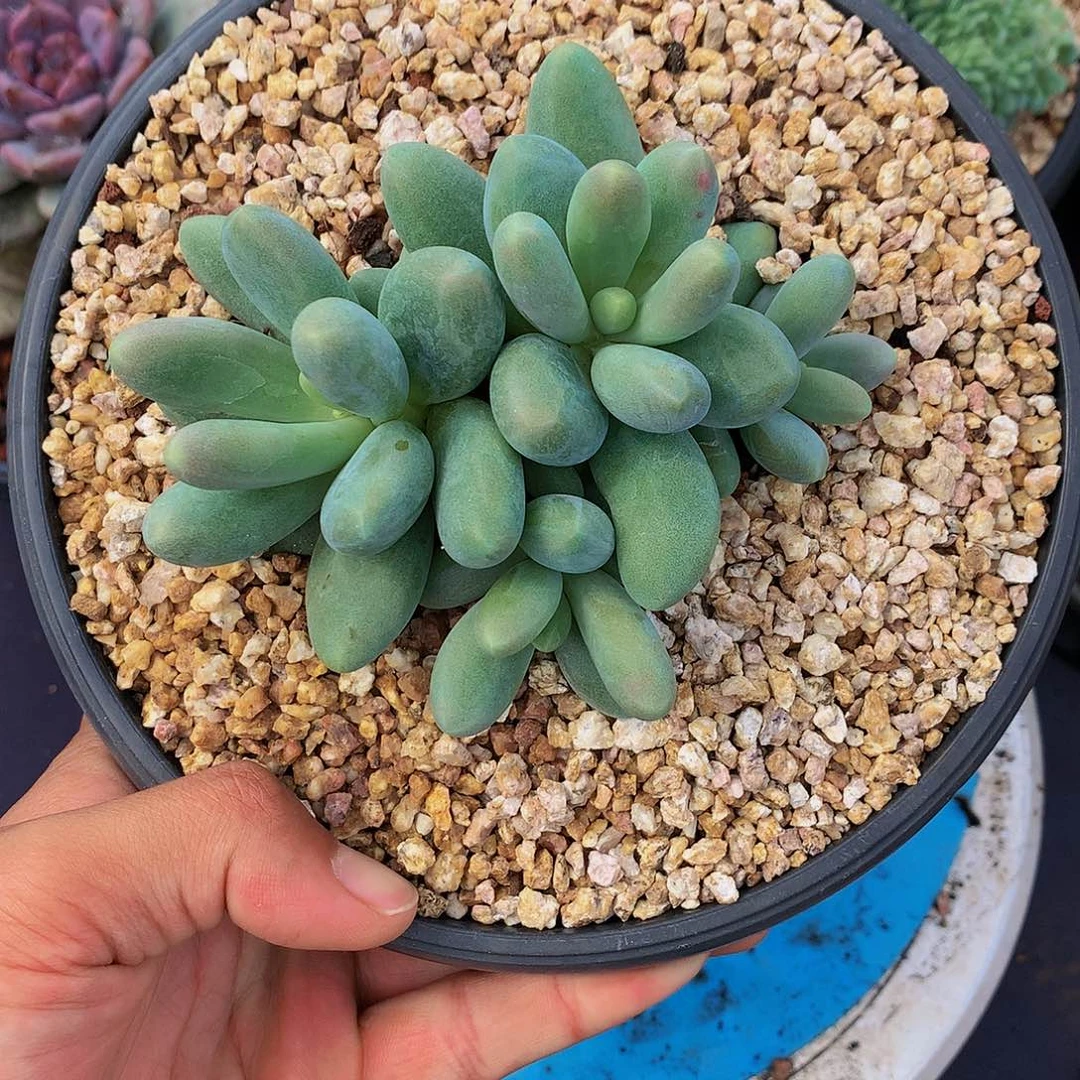 红陶20CM（含）-50CM（不含）糖果6头的