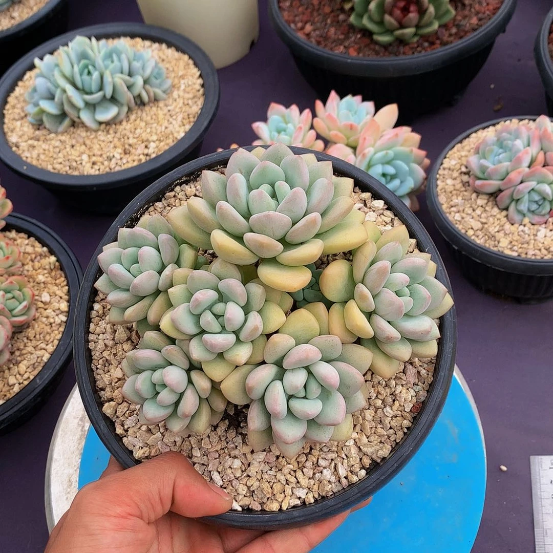红陶20CM(含)-50CM(不含)