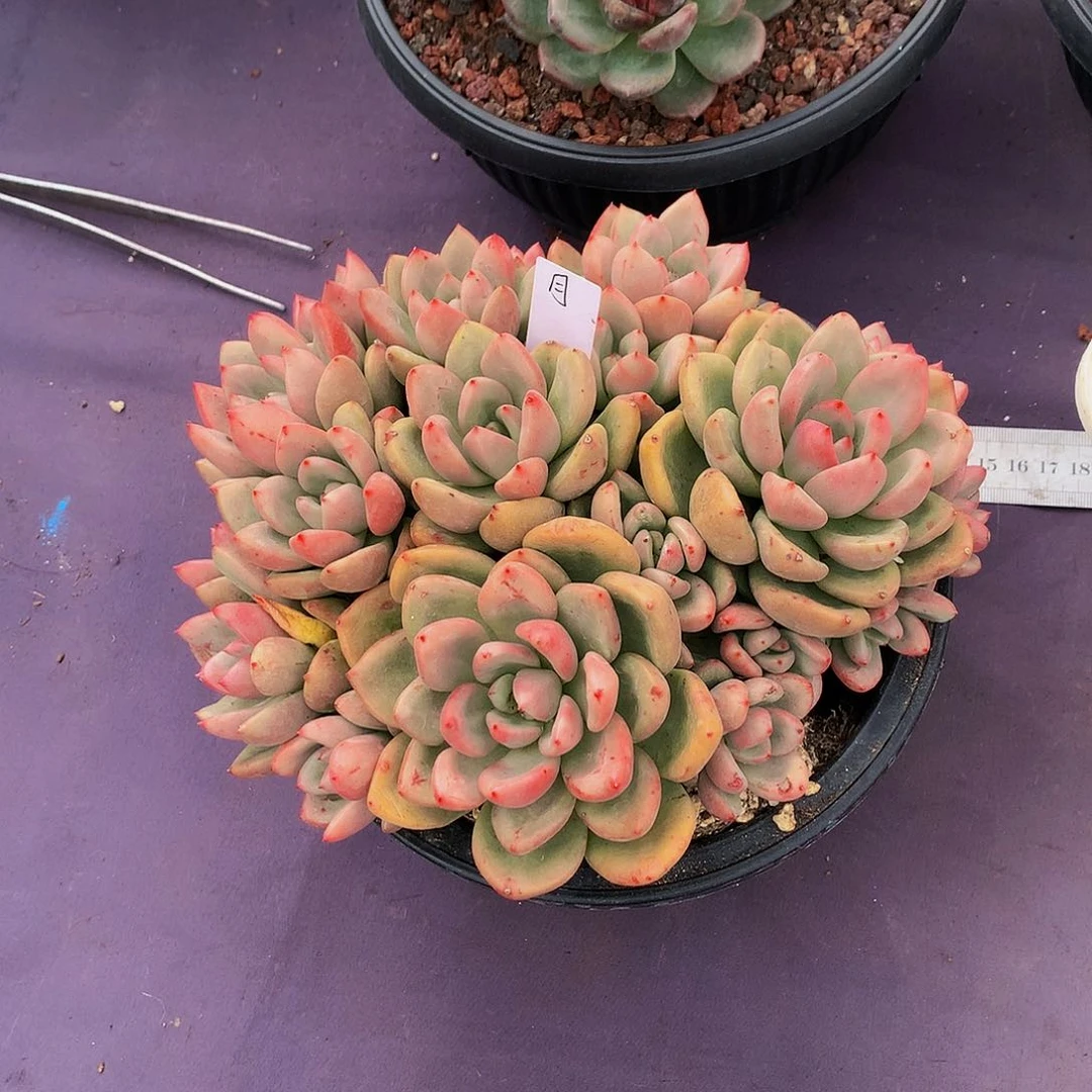 红陶20CM（含）-50CM（不含）?**?