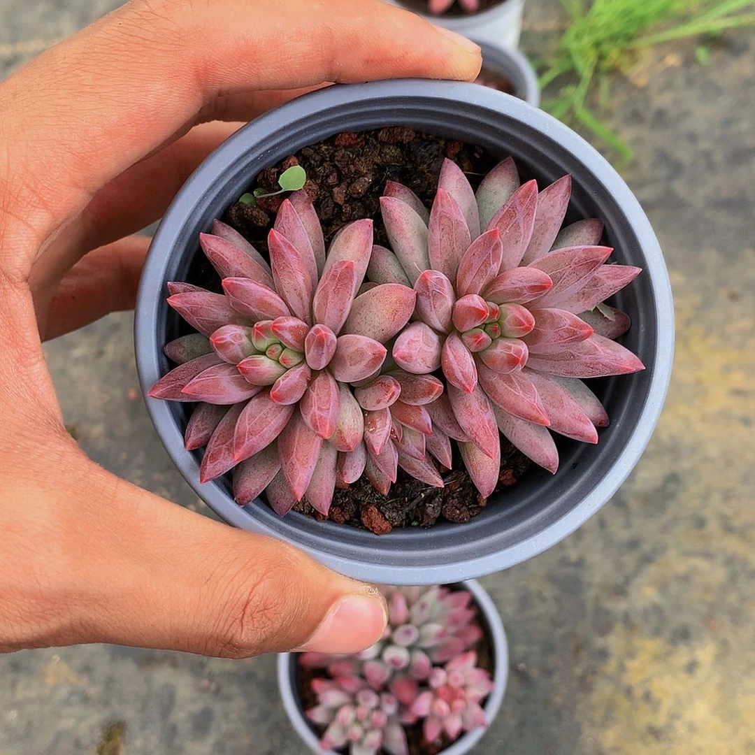 红陶20CM(含)-50CM(不含)61