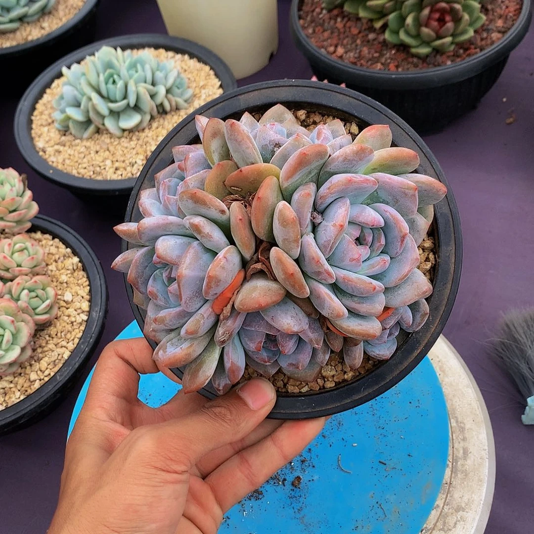 红陶20CM（含）-50CM（不含）云**轻