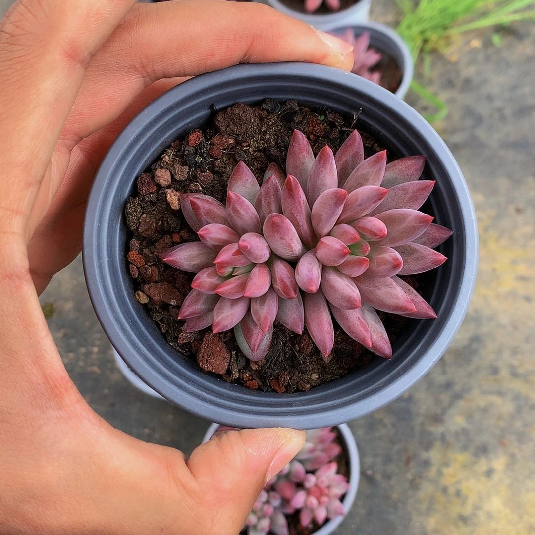 红陶20CM(含)-50CM(不含)66