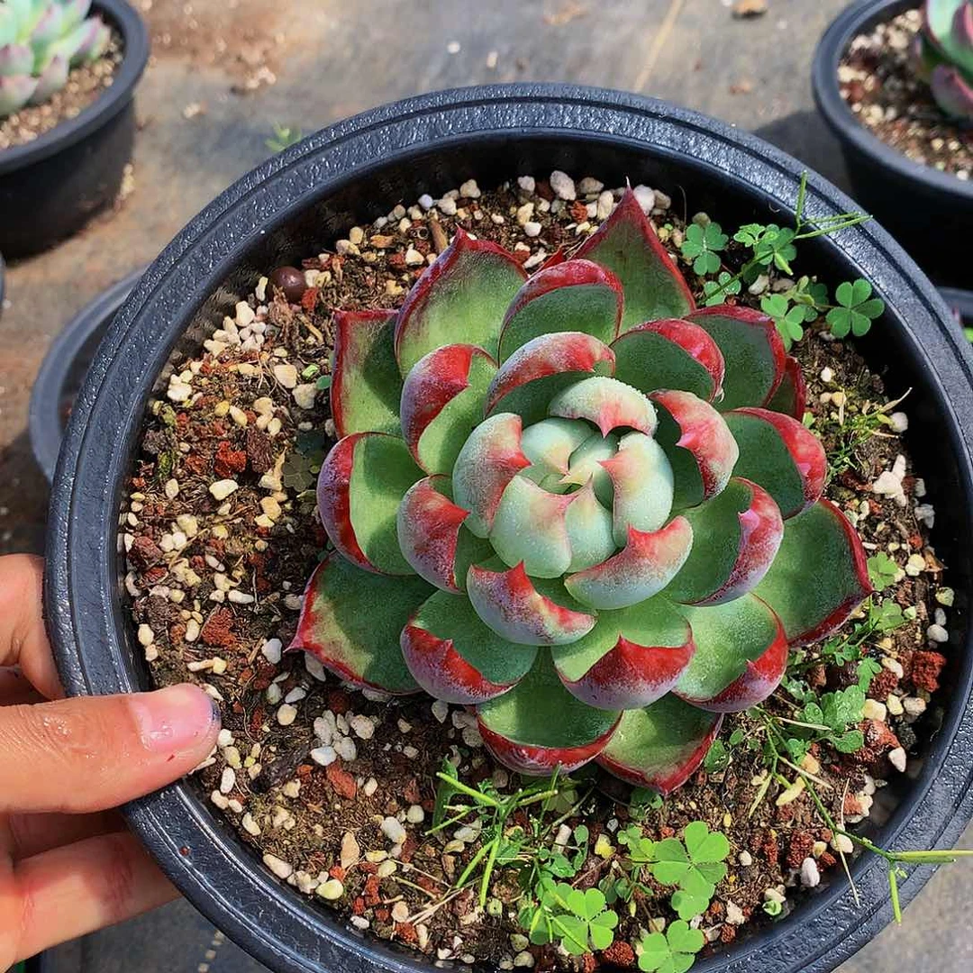 红陶20CM（含）-50CM（不含）209