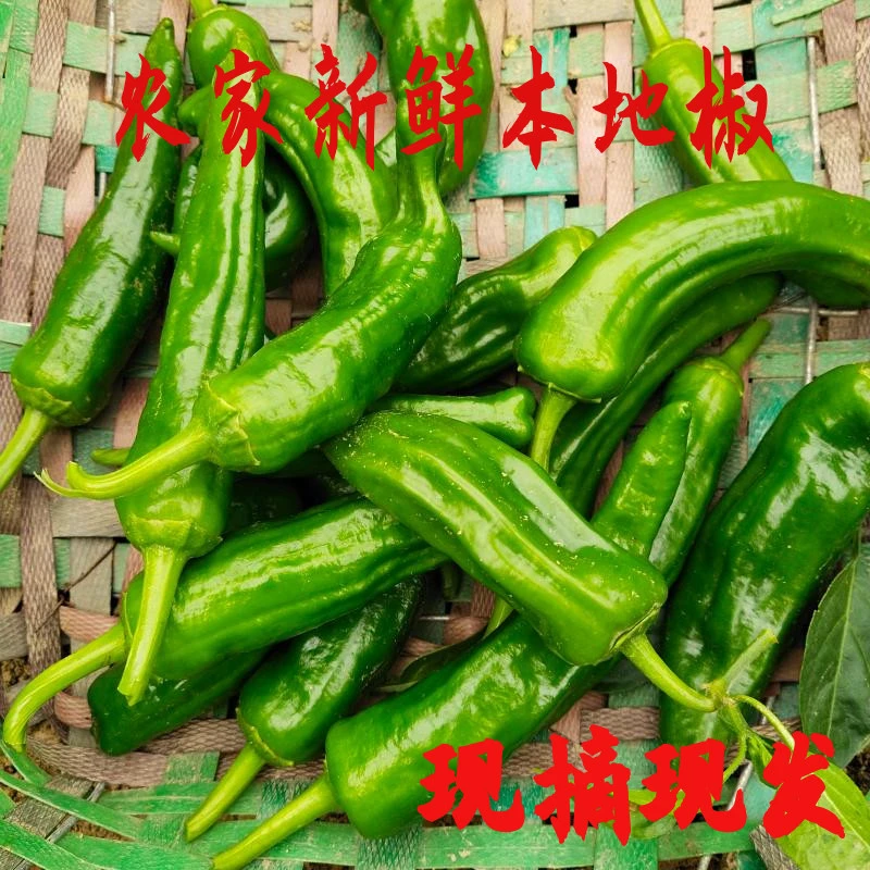 【湖北】农家自种新鲜辣椒中辣辣薄皮青椒本地土辣椒新鲜薄皮土辣椒