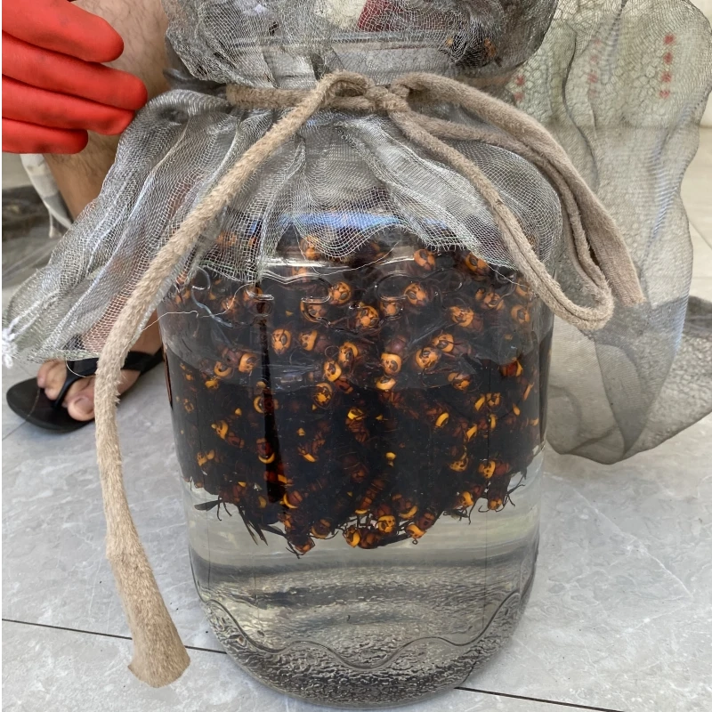 广西野生虎头蜂马蜂   红娘中华虎头蜂