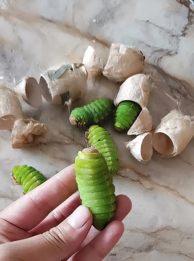 大青蚕蚕宝宝大绿蚕青虫