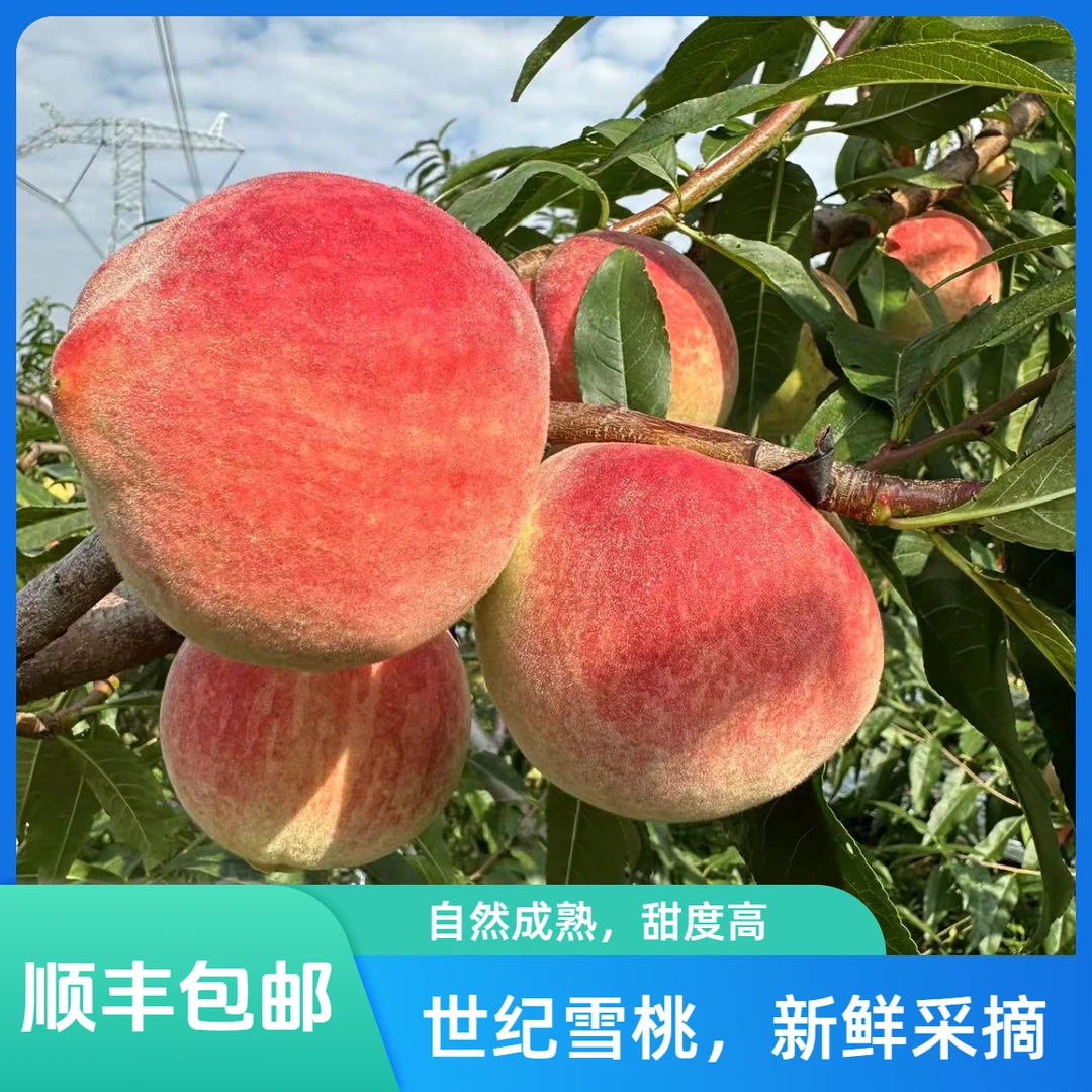 【顺丰包邮】高山世纪雪桃脆桃新鲜采摘净重发货冬桃白肉红心