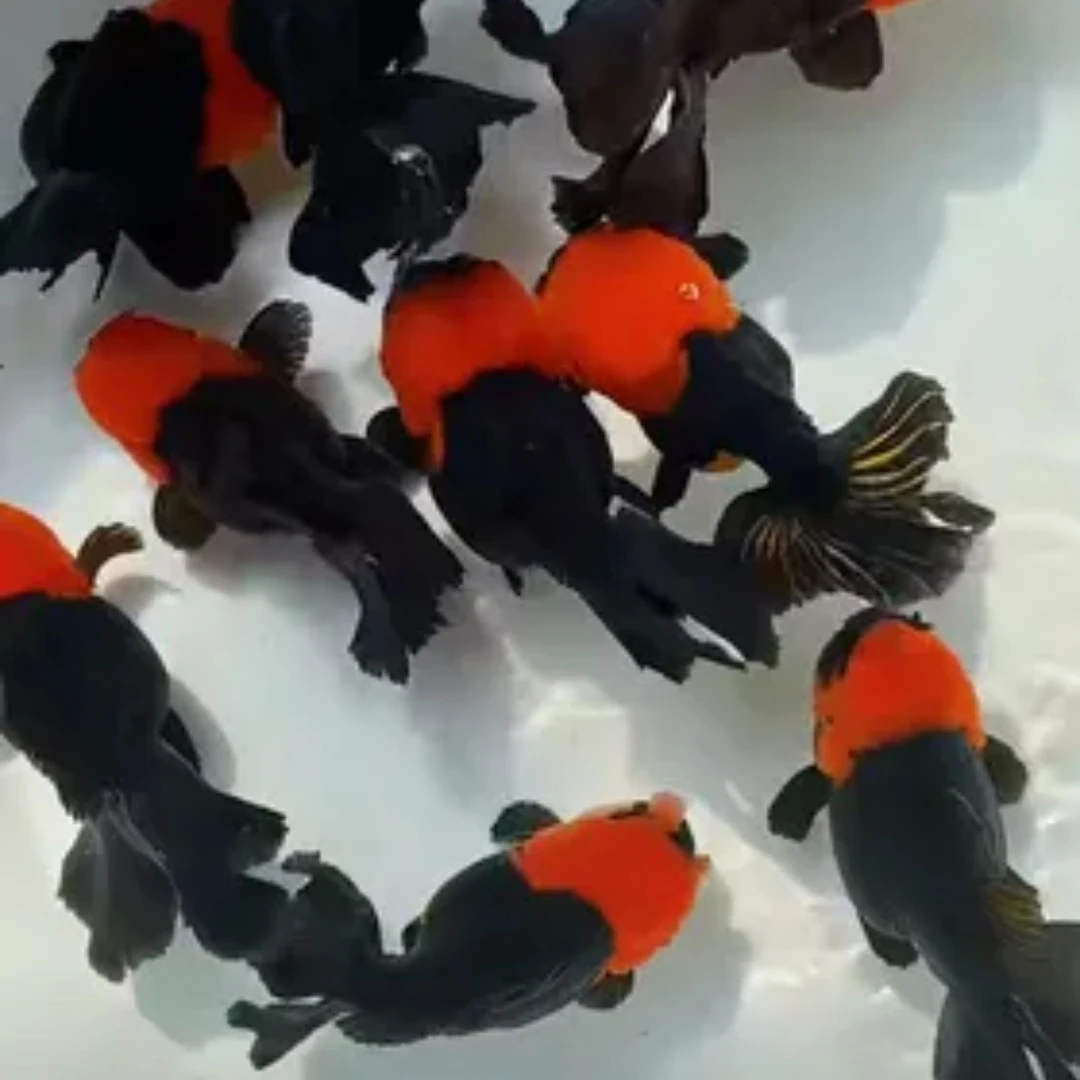 精品玛丽苗F1，6～12公分左右。包邮包损（偏远地区不包邮）