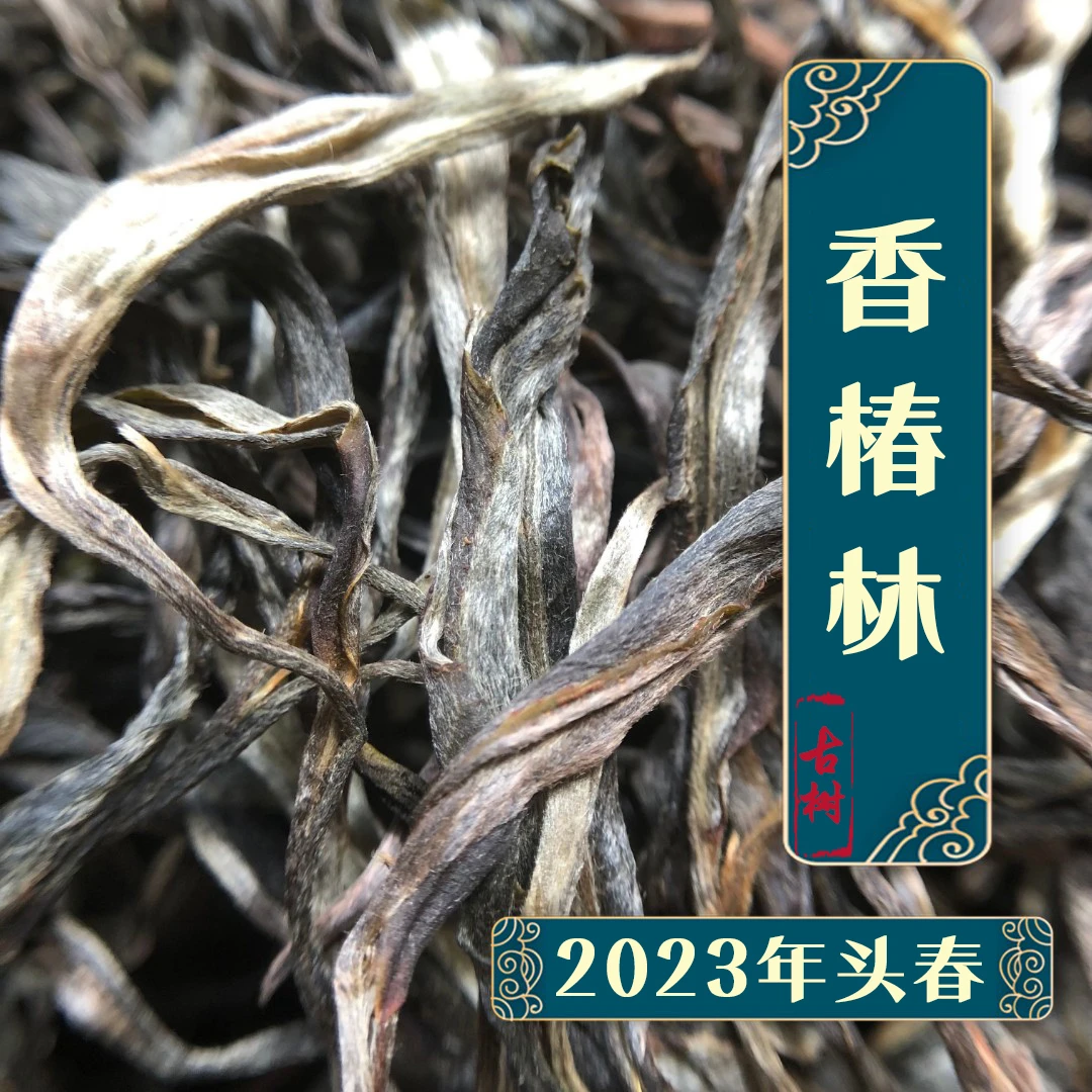 圆世号易武香椿林森林古树2023年春茶100克/罐
