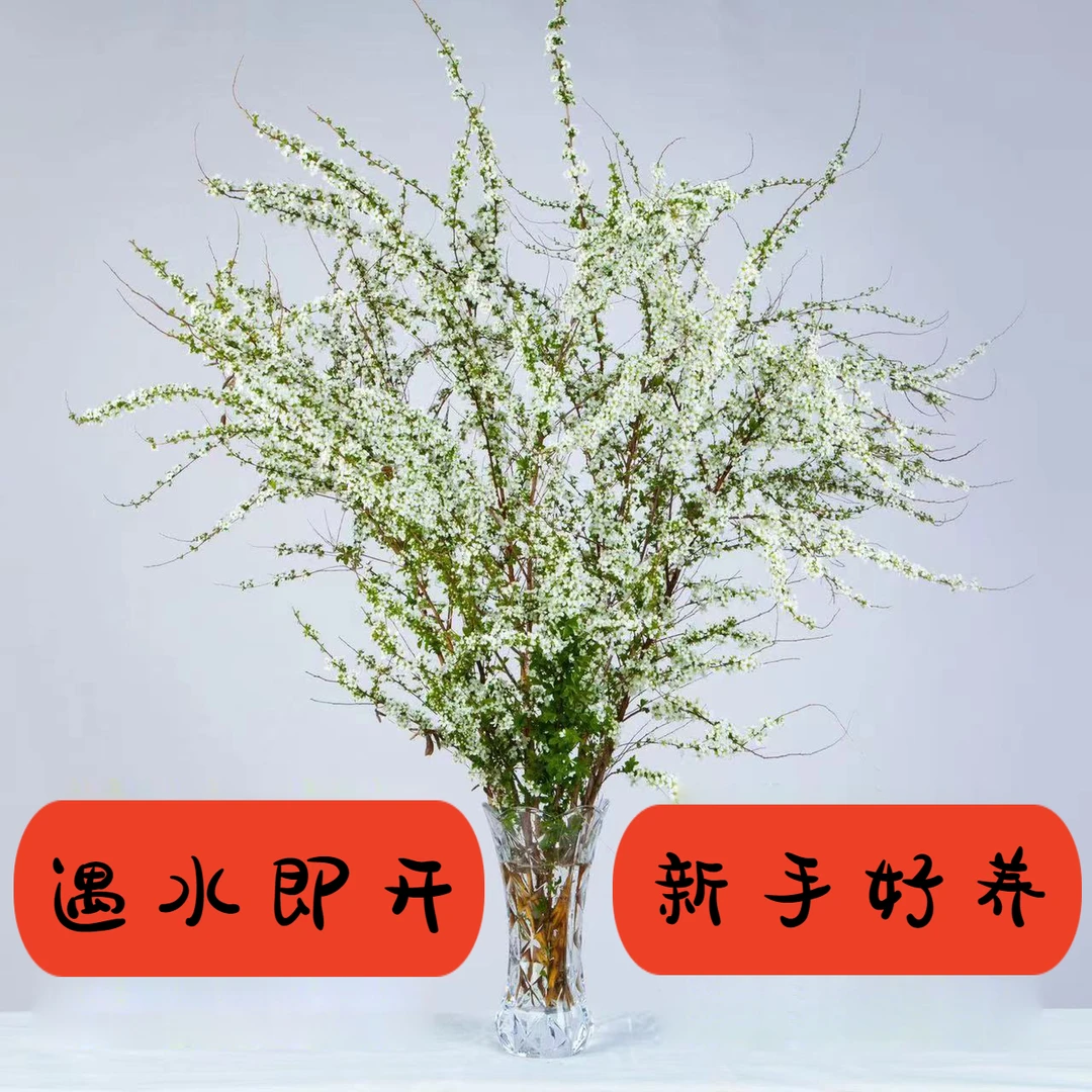 雪柳干枝花鲜支水养插花水培植物鲜花花卉室内盆栽绿植好养易活