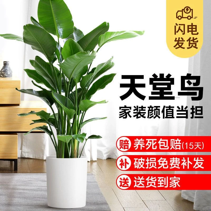 天堂鸟盆栽绿植大型室内客厅花卉大叶植物办公室好养活四季鹤望兰
