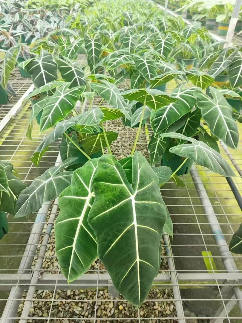 绿天鹅绒蔓绿绒精品