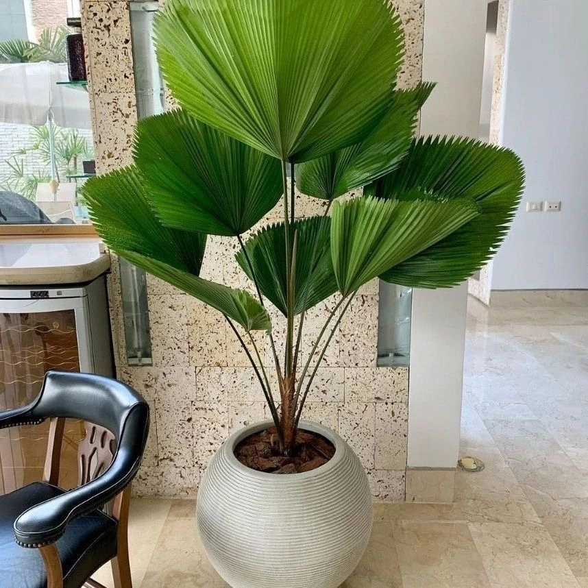 泰国网红圆叶轴榈大型绿植