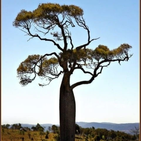 昆士兰瓶干树佛肚树室内绿植观赏植物客厅办公室盆栽耐阴大型绿植