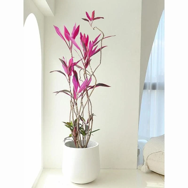 造型红叶朱蕉盆栽老桩室内大型植物乔迁落地真花耐阴好养客厅绿植