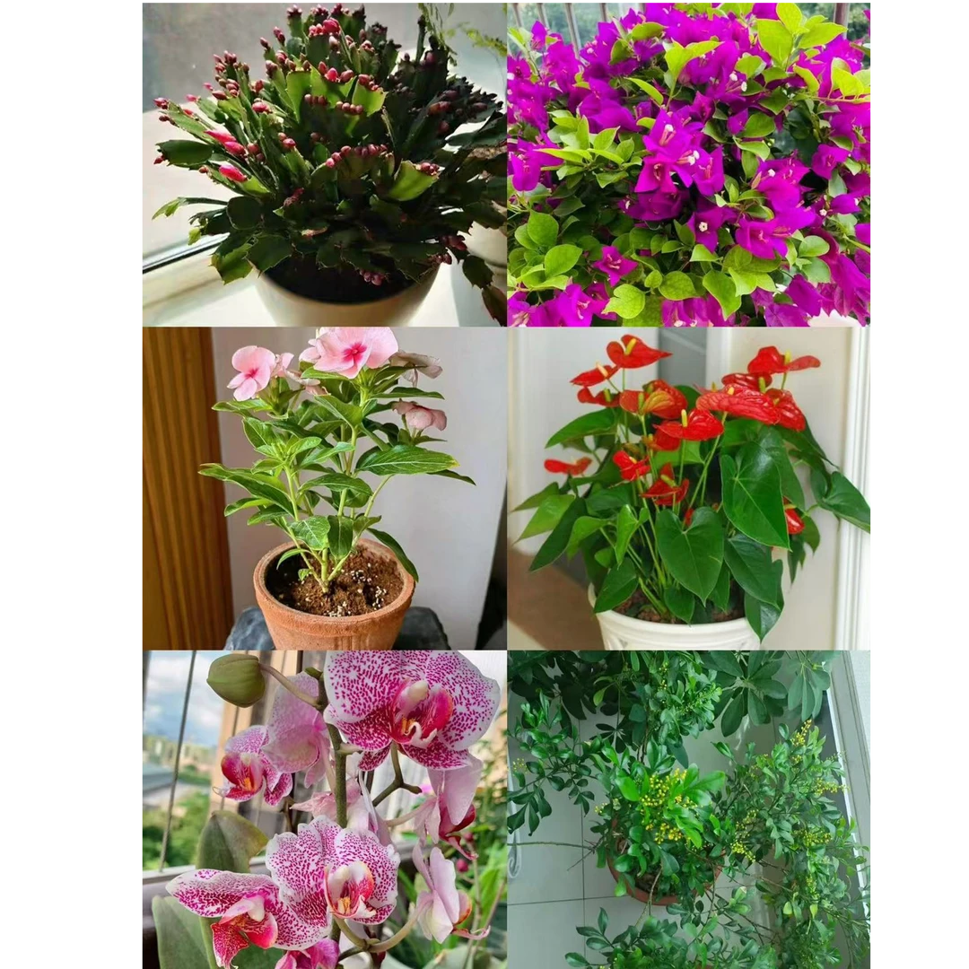 适合栽种草花的花土《碎土、碎土、碎土》