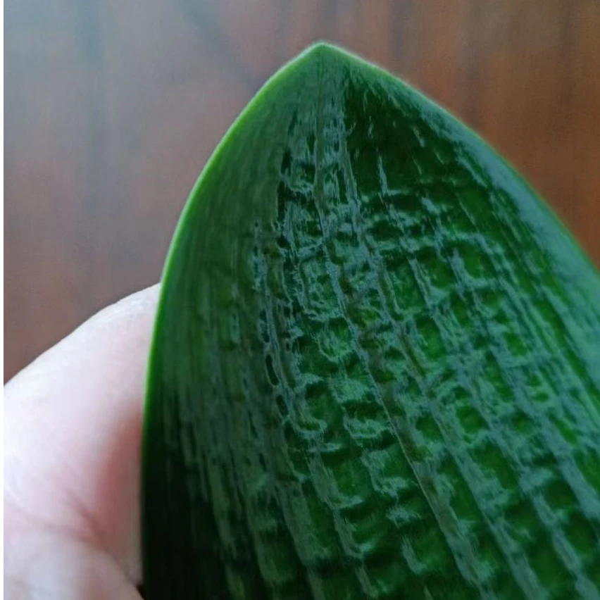 X【需和主播确认链接】～君子兰裸根发货～