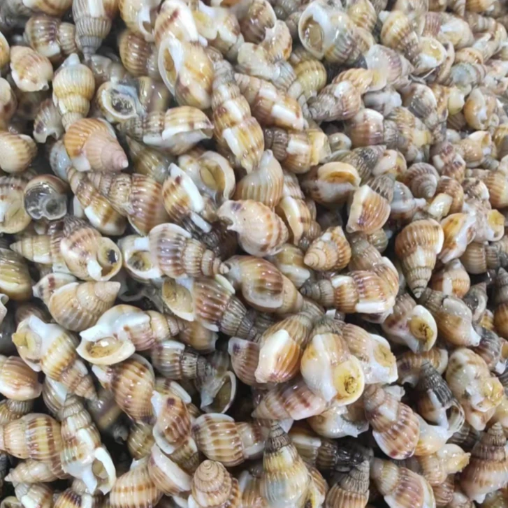 海锥  海螺丝  海瓜子   新鲜 无泥无沙  嫌小勿拍 顺丰发货