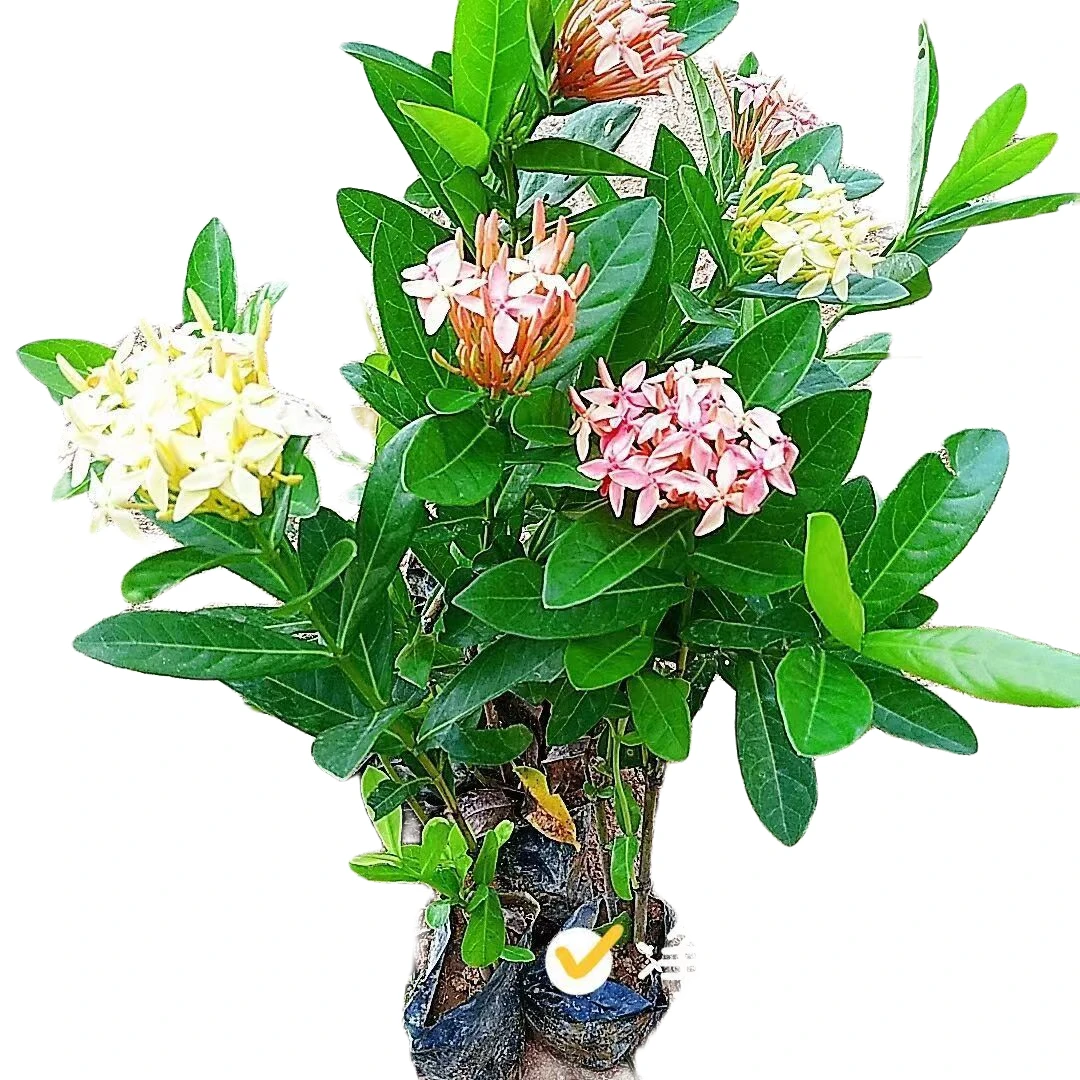 龙船花仙丹花水绣球百日红山丹英丹室内庭院花园花卉绿植绿化工程