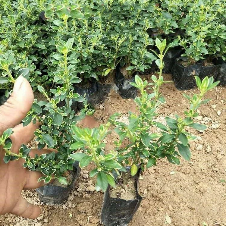 提根金边六月雪盆景造型绿植盆栽花卉室内会开花的耐寒植物庭院