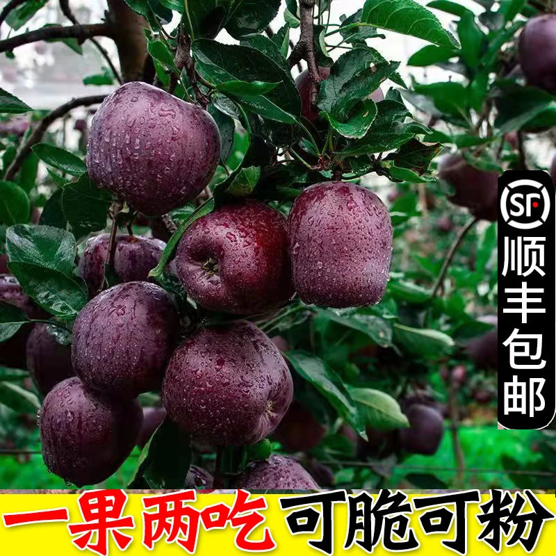 【顺丰包邮】甘肃天水花牛苹果水果新鲜当季整箱包邮蛇大圣诞平安果