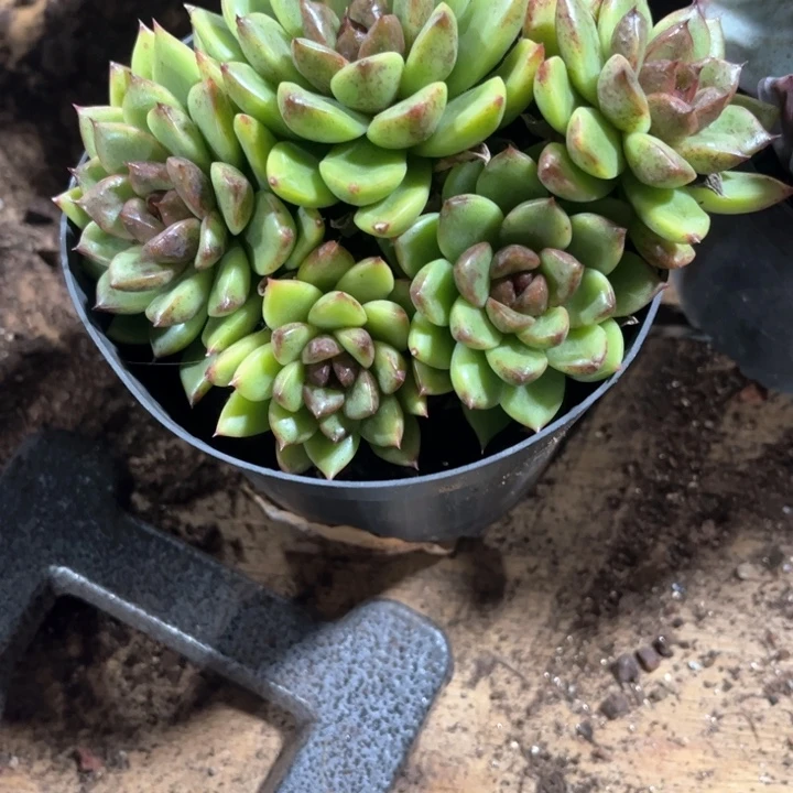 劉**•水晶玫瑰群定向一颗