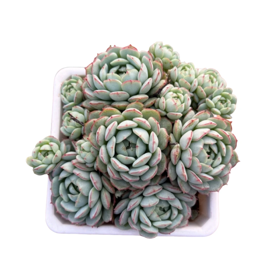 全场满15包邮 小红船自然群生8公分左右，脫半土发货