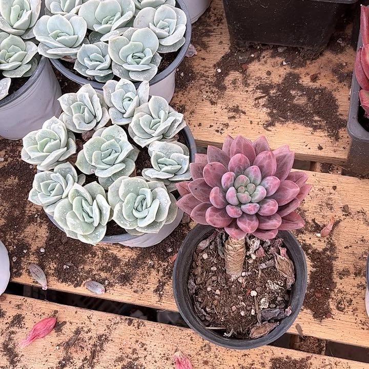 晨*桃花源多肉植物