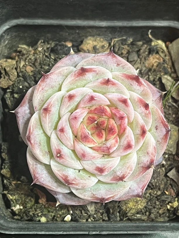 全场满15包邮 天鹅绒单头2盆4厘米，带盆土发货