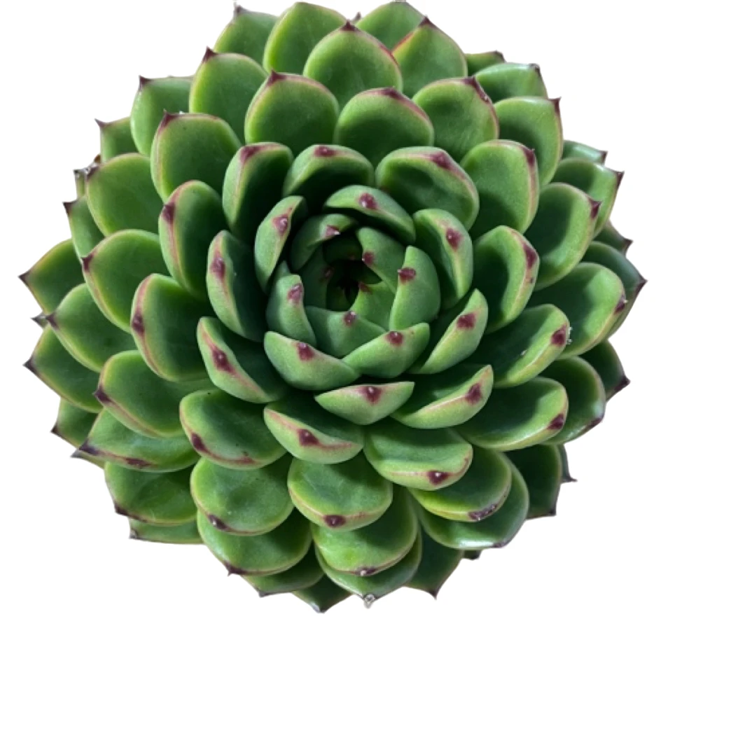 全场满15包邮，月亮石大单头11-12公分左右，脱土发货