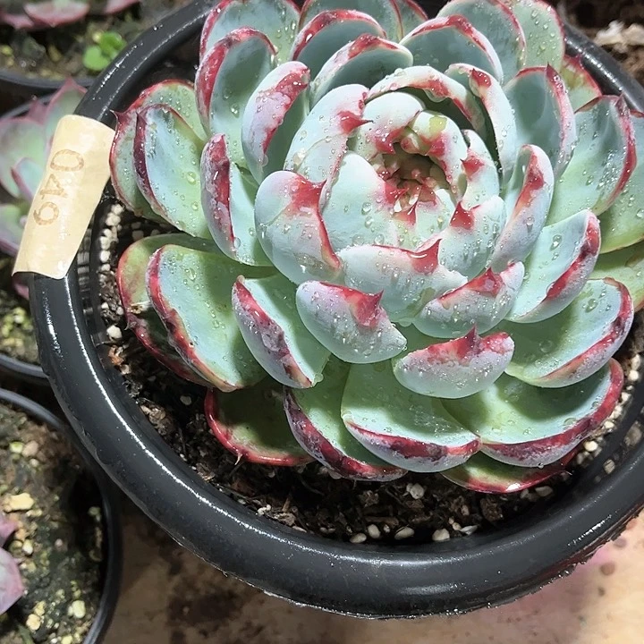 爱****你惊鸿仙子49号一颗