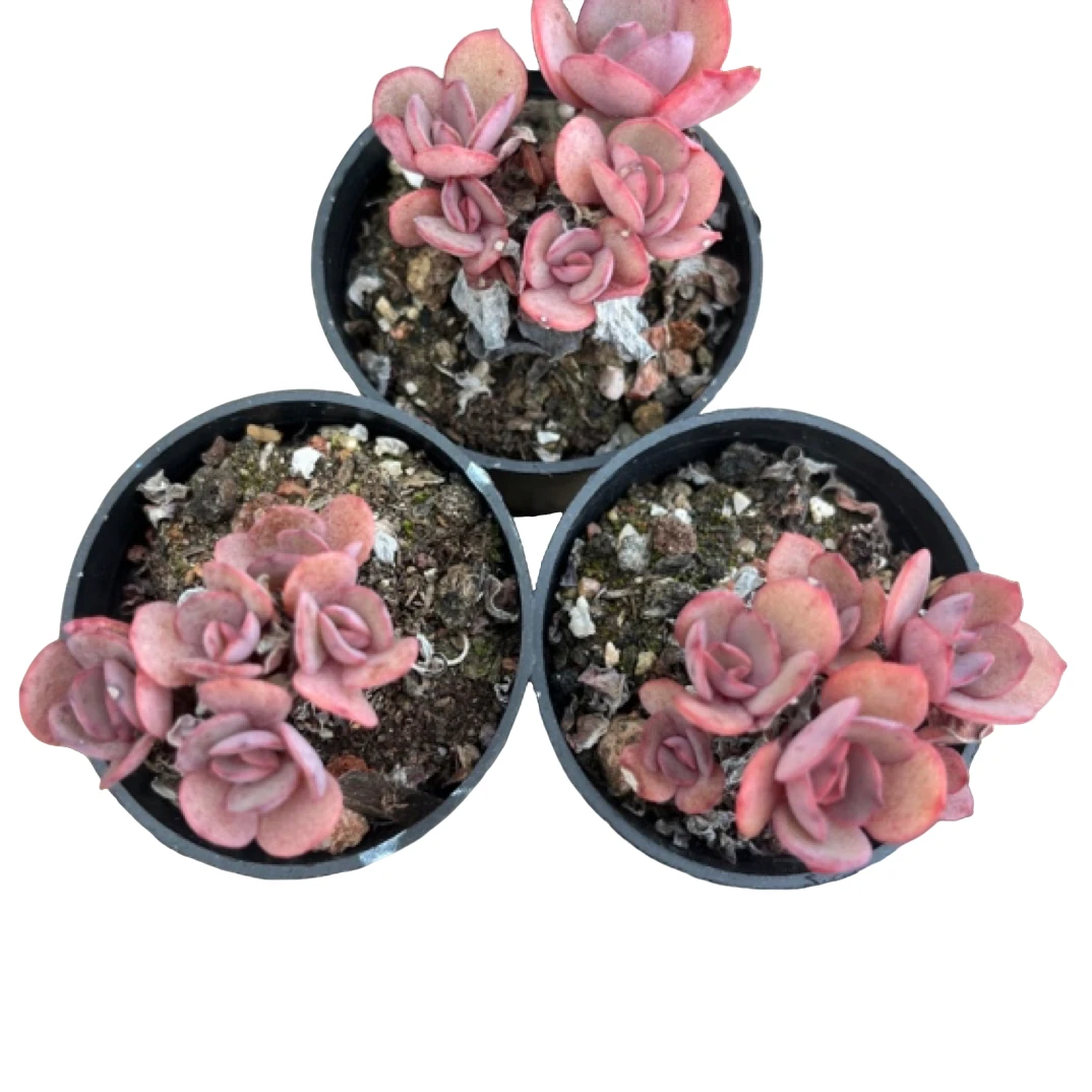 秀妍精控3盆多肉植物尺寸小介意勿拍 带盆土发货