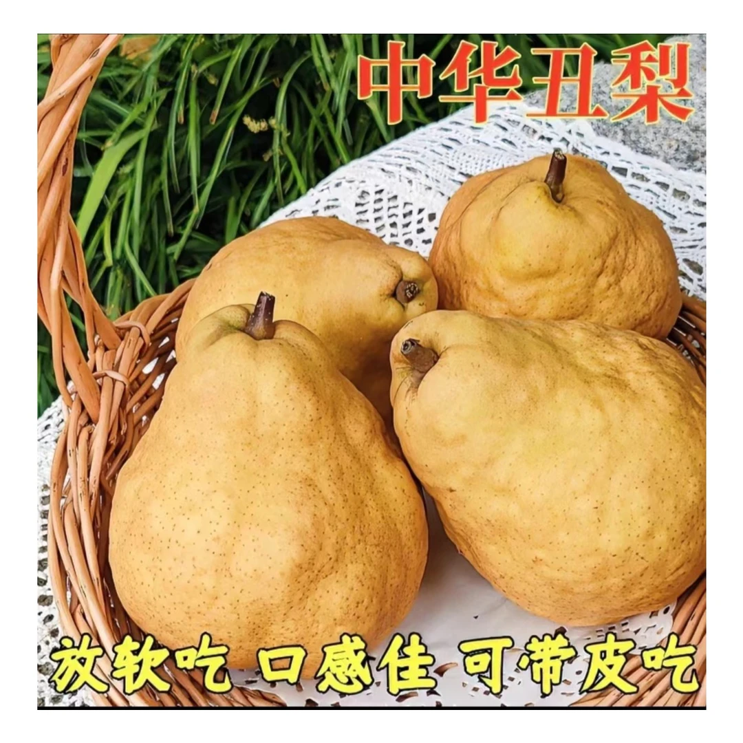 正宗中华丑梨 莱阳梨 产地直发软糯香甜多汁无酸 5斤装新鲜