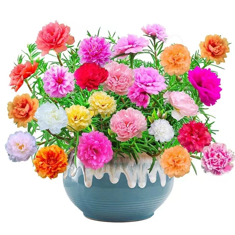 混色重瓣太阳花苗带根盆栽混色花卉绿植四季开花带花苞室内室庭院