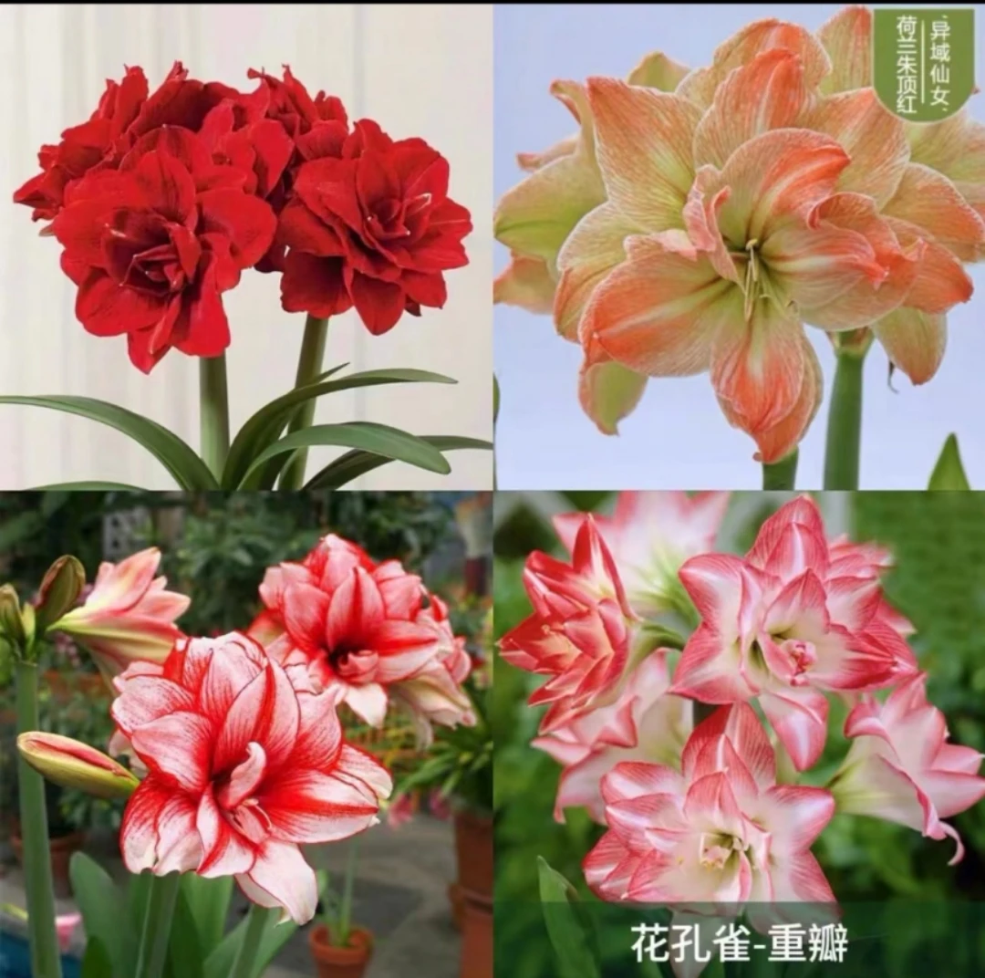 【7厘米左右】多年生朱顶红种球浓香型重瓣大花