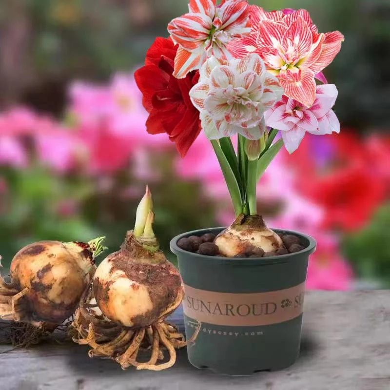 【5厘米左右一颗带盆带土栽好】多年生朱顶红种球浓香型重瓣大花