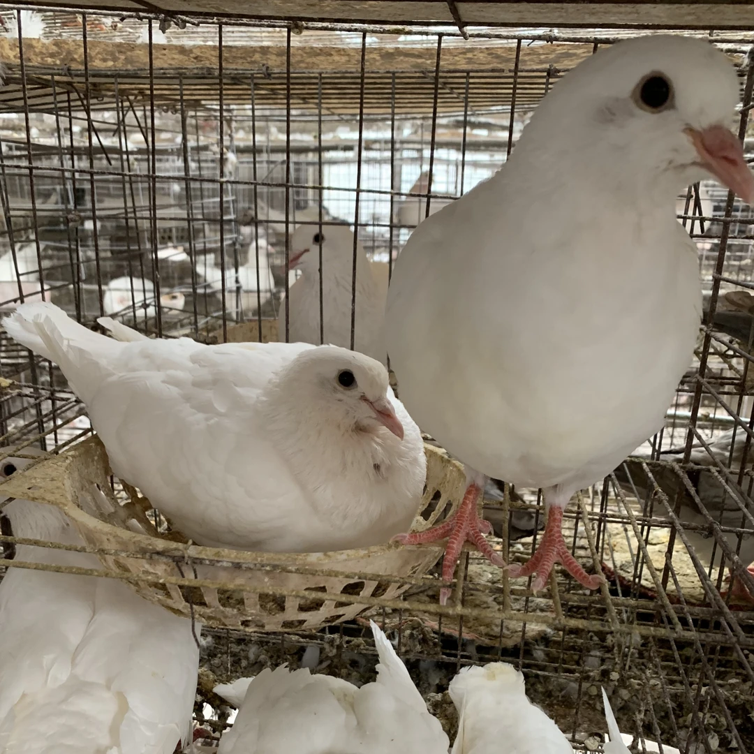成年肉鸽种鸽公母