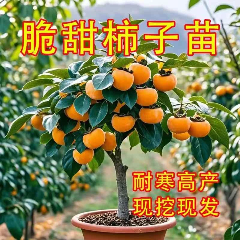 特大无核脆甜柿子柿子苗嫁接苗果树苗南北方种植地栽盆栽果树苗