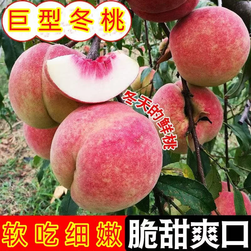 嫁接新品晚熟桃树苗巨型冬桃树苗血桃树苗盆栽庭院果树苗阳台地栽
