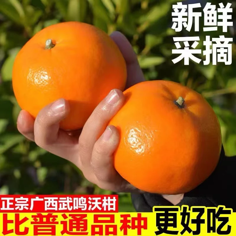 广西正宗武鸣老树沃柑新鲜采摘现发3/5/8斤多汁皮薄爽口广西沃柑