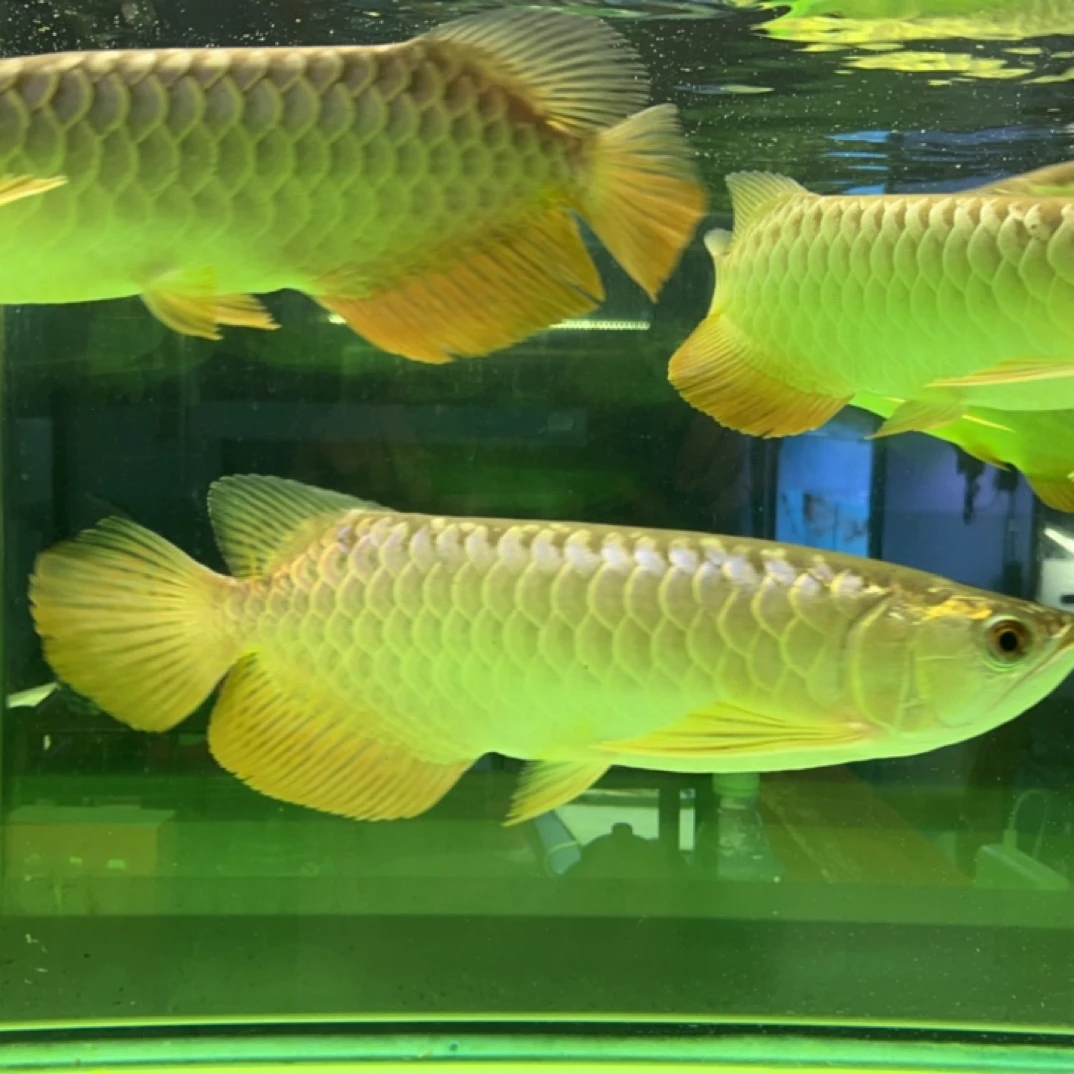 金龙鱼蓝底过背金龙古典过背活体马来西亚热带观赏鱼