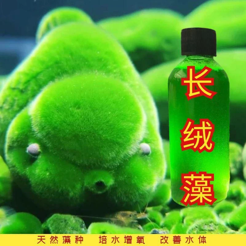 兰寿绿藻长绒藻孢子藻绿水藻种小球藻青苔鱼缸爆藻绿毛绿地毯
