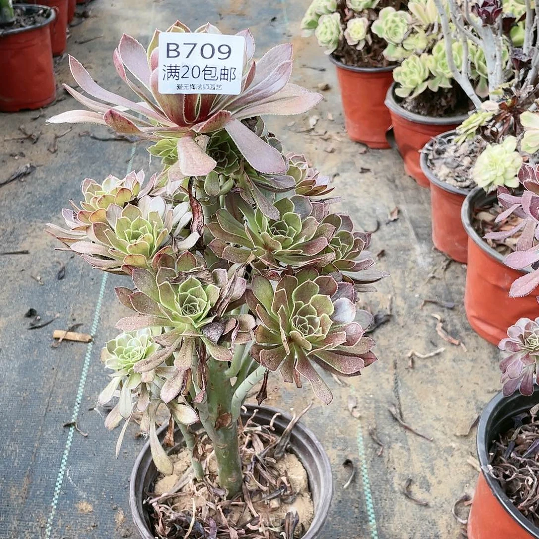 709灰法师养死不包赔