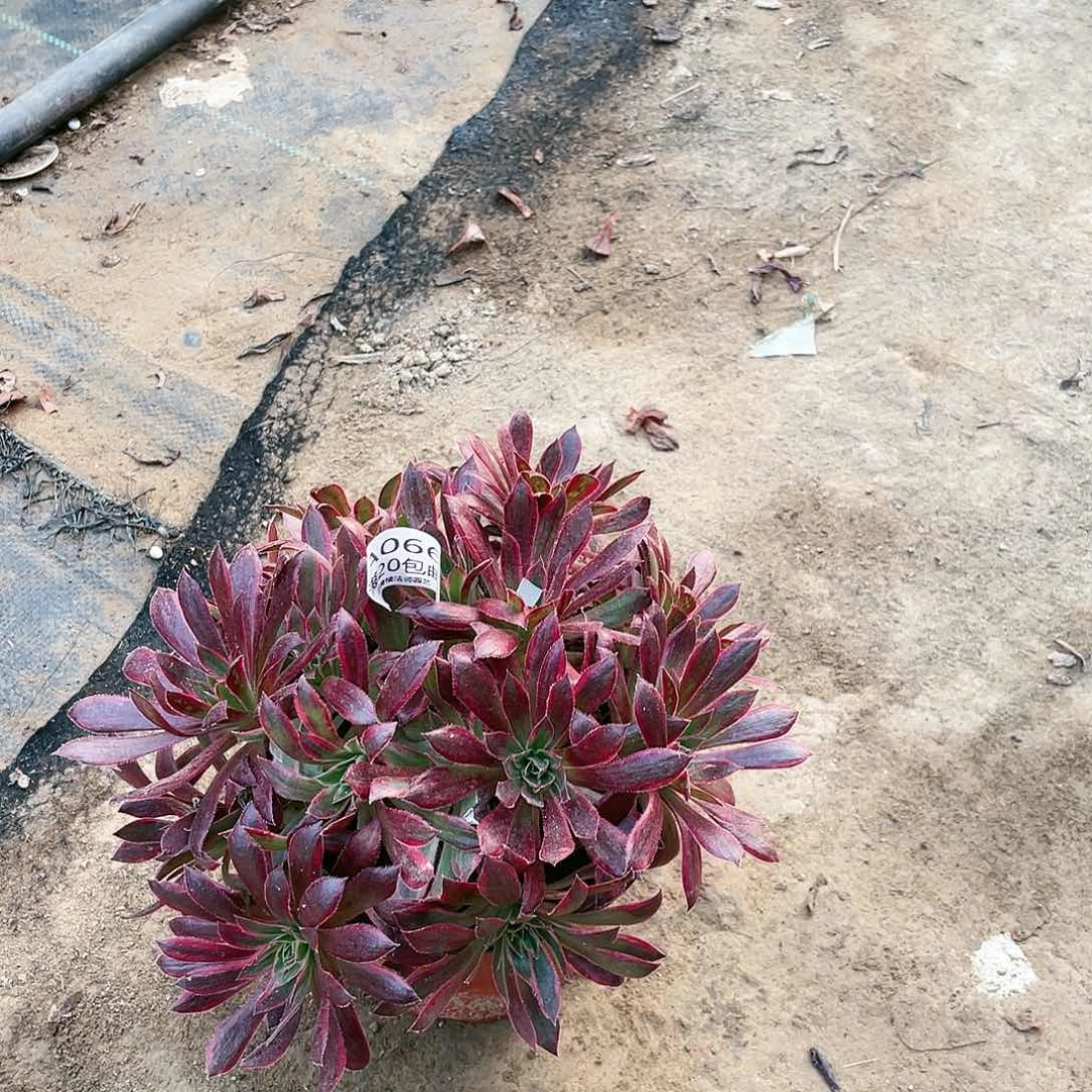 066惊鸿多肉法师