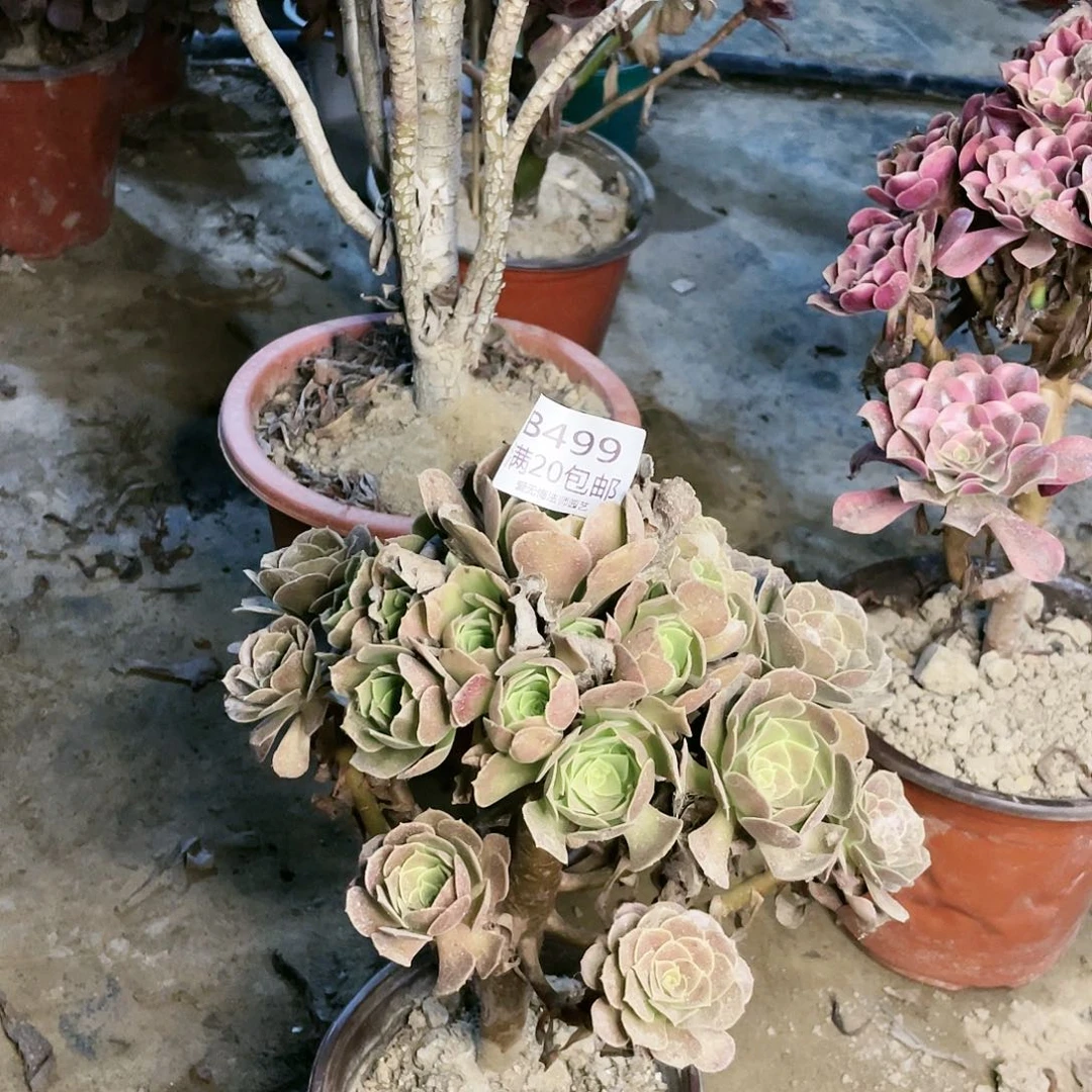 499荷兰玫瑰多肉养死不包赔