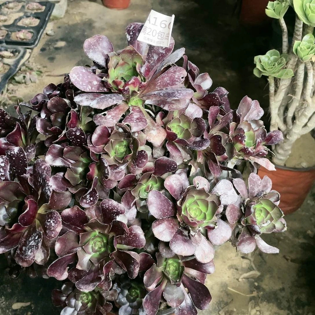 160原叶有虫伤多肉