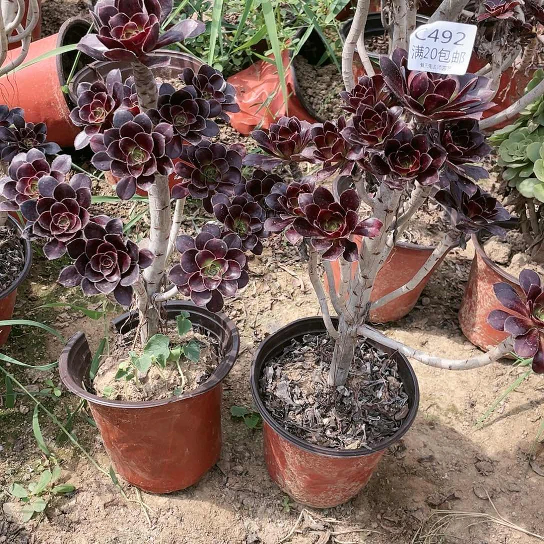 492炫彩原叶多肉养死不包赔
